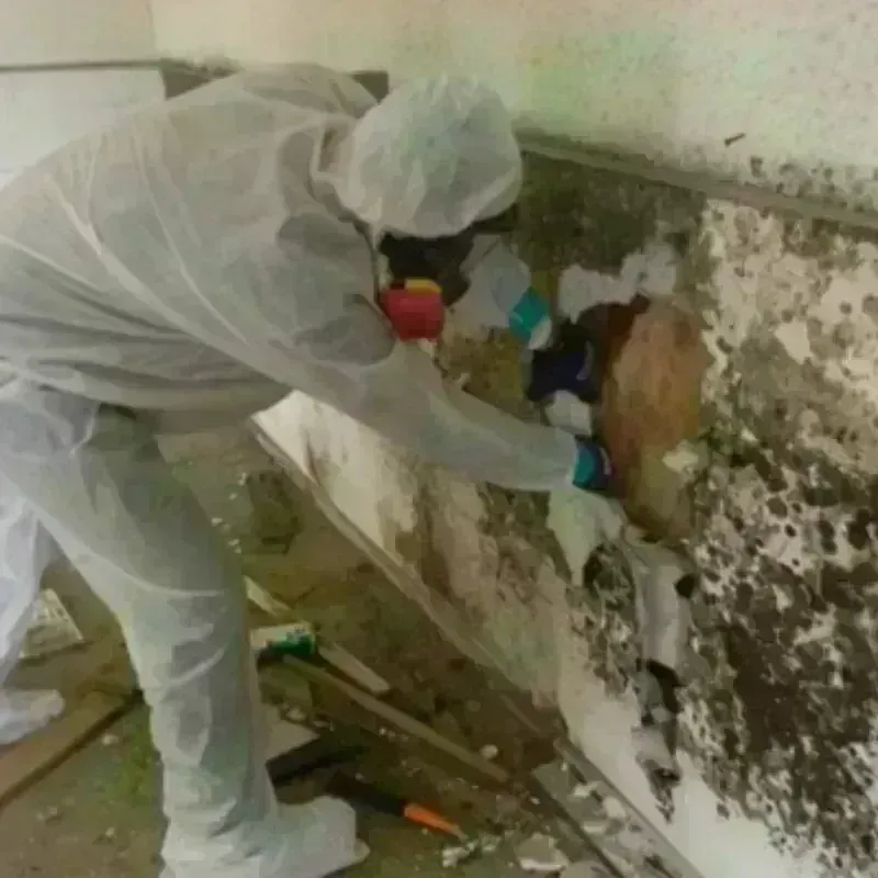 Mold Remediation and Removal in La Porte, IN